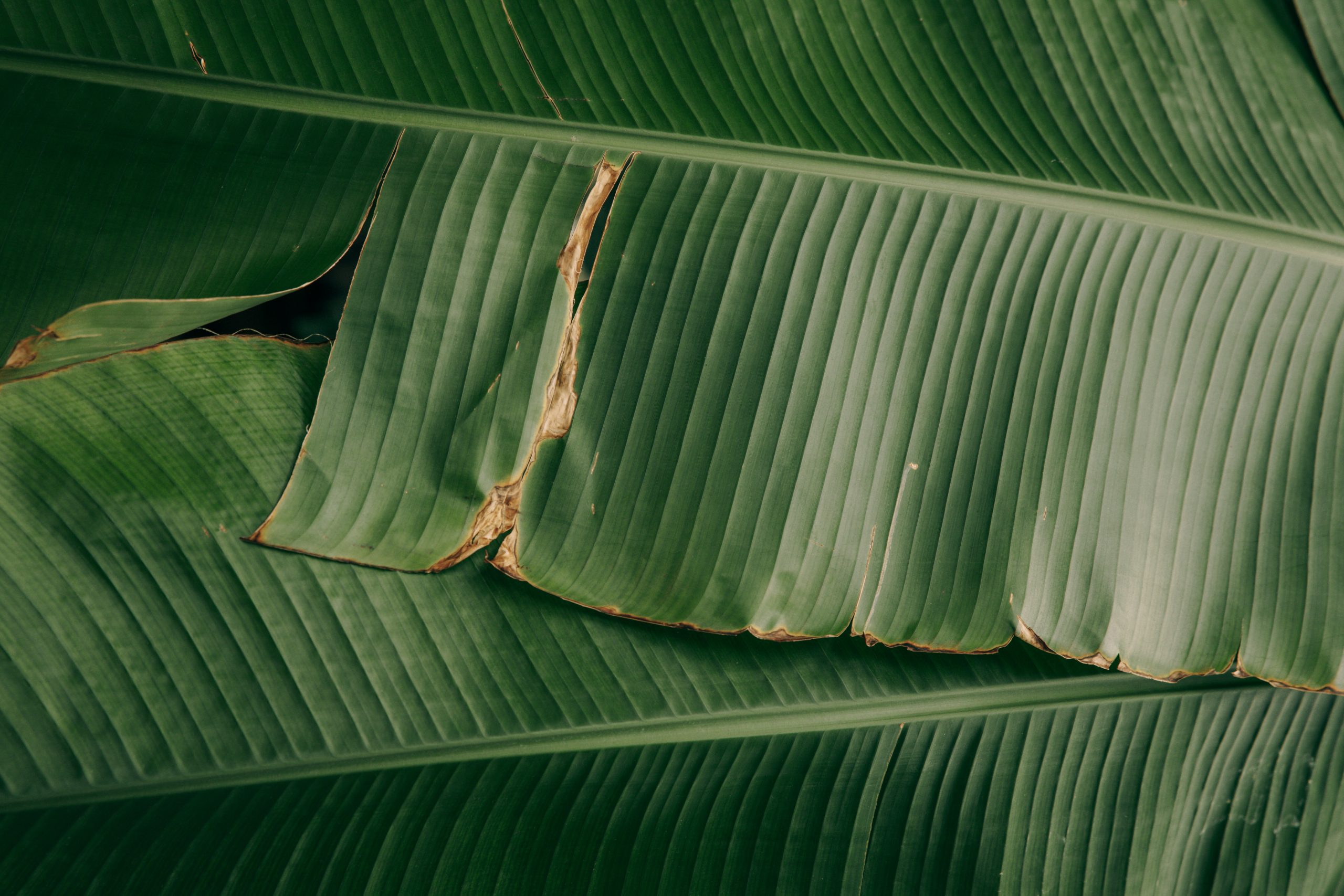 Cara Membuat Tempat Tisu dari Pelepah Pisang