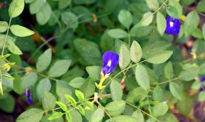 manfaat bunga telang