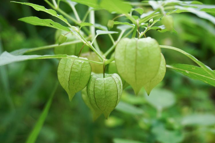 manfaat buah ceplukan