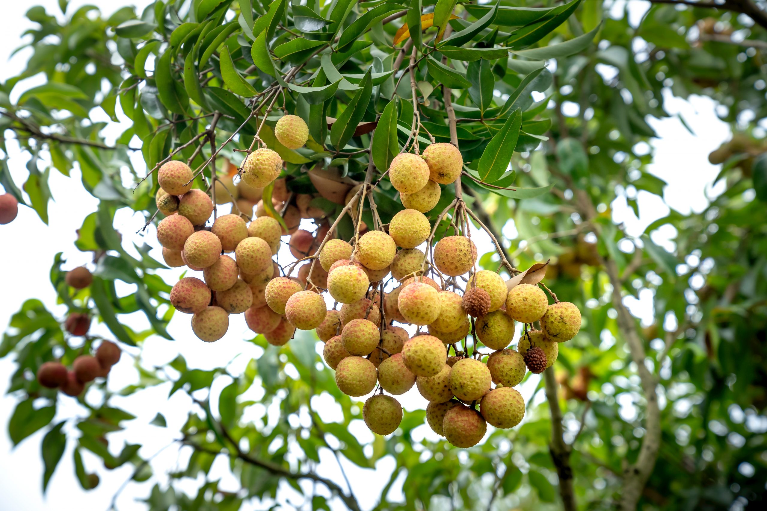 buah kelengkeng