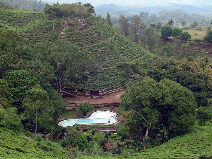 Kebun Teh Jamus