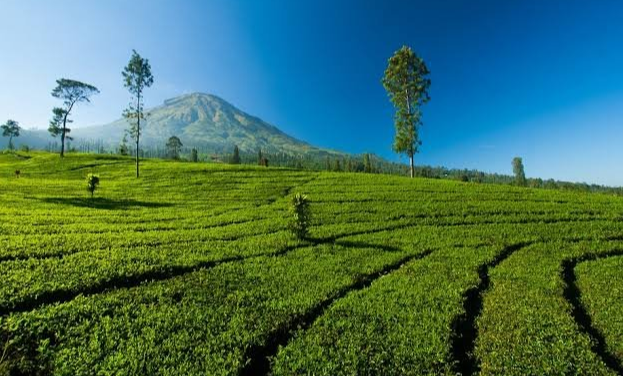 Kebun Teh Tambi