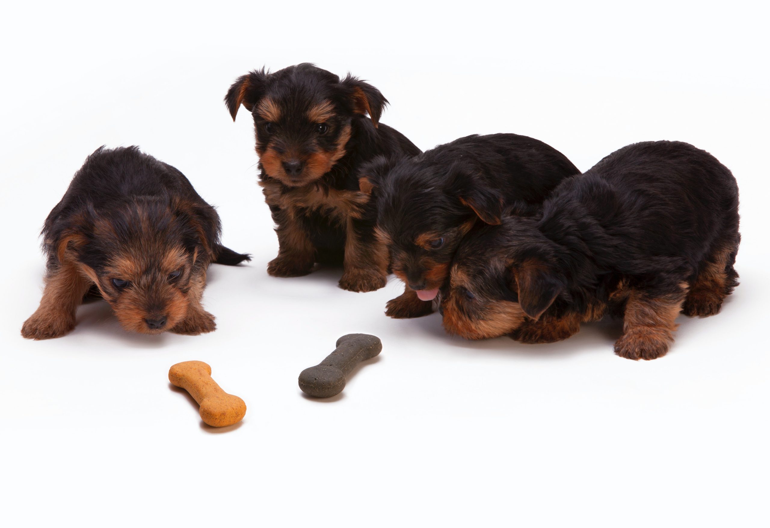 Rekomendasi Makanan Anjing